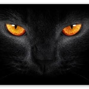 Meet your Posher, Judy